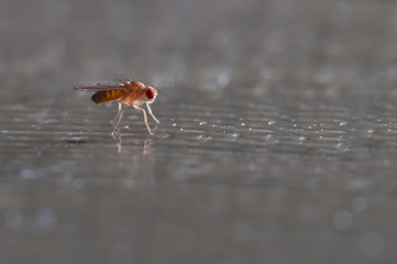 Fruit fly (Drosophila Melanogaster)