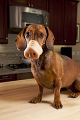 Dog wearing fake pig nose