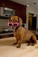 Dog wearing pink sunglasses