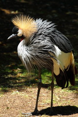 Beautiful crowned crane