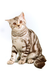 Scottish fold kitten sitting isolated