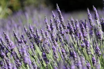 Fotobehang Lavendel: honingplant © Jackin