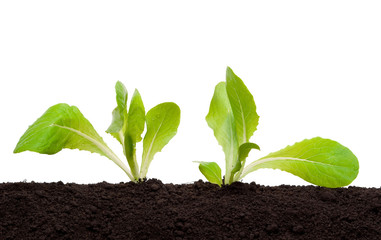 Lettuce seedling in soil