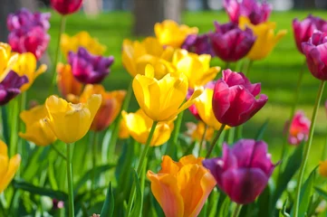 Crédence de cuisine en verre imprimé Macro Beaucoup de tulipes dans le parc