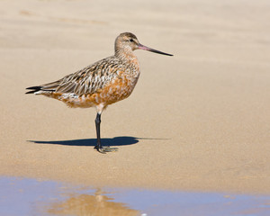 Bar-tailed Godwit  Limosa lapponica