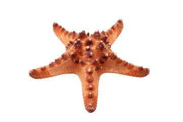starfish