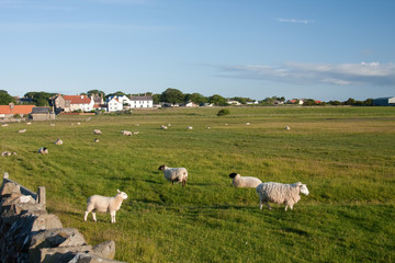 Fototapeta na wymiar Farming on Holy Island Lindisfarne England