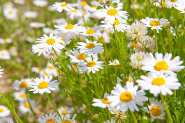 Field of beautiful white daisy wheels