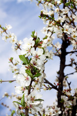 Obraz premium весенние цветы