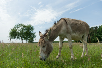 donkey
