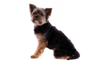 Hund Yorkshire Terrier seitlich