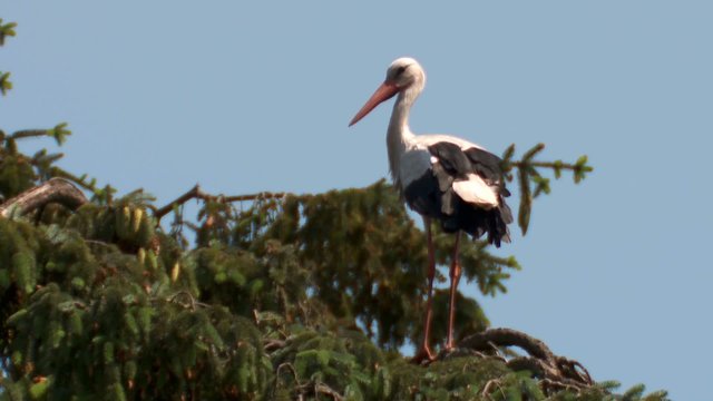 storch