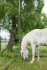 Fototapeta premium horse