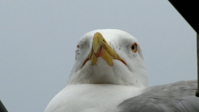 Seagull in video