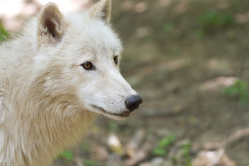 Arctic Wolf