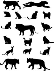 collection of cat family - vector