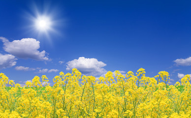 Obraz premium 菜の花と空
