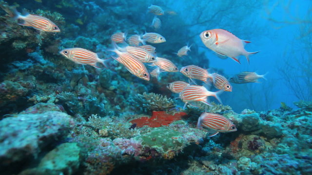 School of Crown squirrelfishes (Sargocentron diadema), Maldives