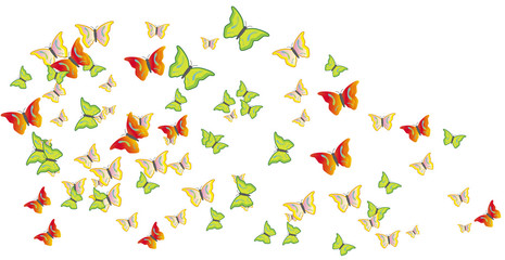 Butterflies swarm