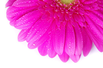 gerbera flower