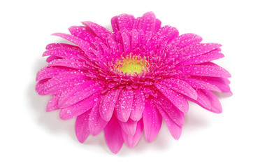 gerbera flower