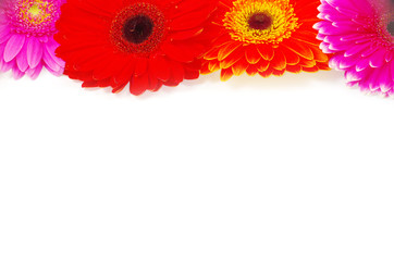 gerbera flower