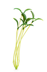 Nature concept - Seedlings on white