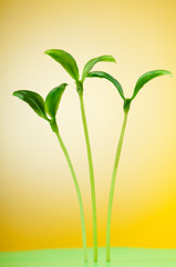Nature concept - Seedlings on white