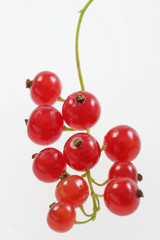 Grappe de groseilles