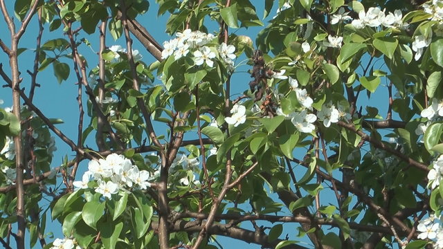 Pear twig with leaves and flowers against blue sky.