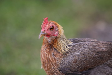 Kampfhuhn