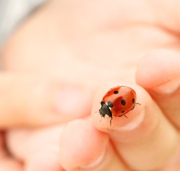 Ladybug sitting on a human finger