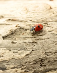 Ladybug sitting on a wood