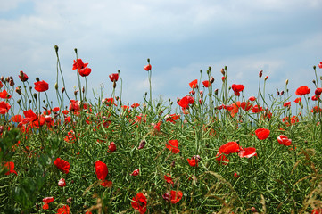 Poppy flowers in Poland