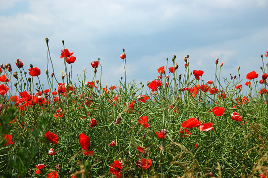 Poppy flowers in Poland © BartekMagierowski