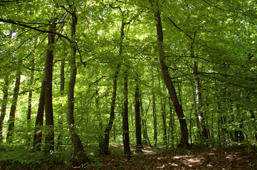 Fototapeta na wymiar Gęsty las w Polsce