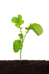 Freshly growing mustard