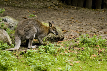 Kangur w Toruńskim ZOO