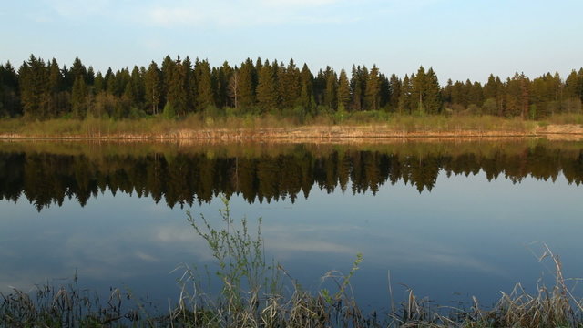 Mirror of calm water and pine-tree forest