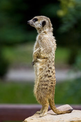 Surykatka w Toruńskim ZOO © jacekbieniek