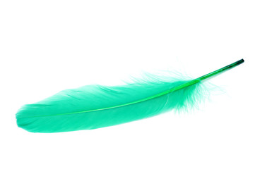 blue feather