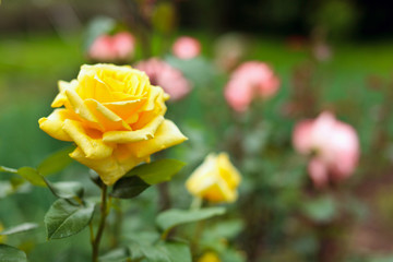 Bush of yellow roses
