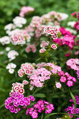 Obraz premium Scented carnation bush