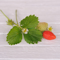 fraises et fraisier