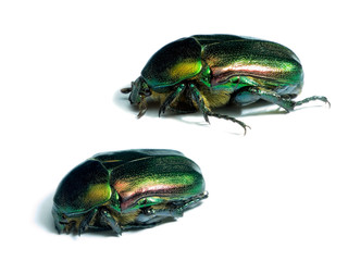 Naklejka premium Rose chafers