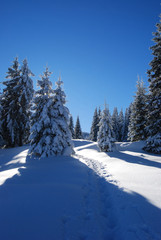 Fototapeta premium pines covered snow