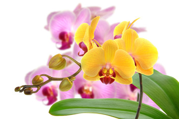 Fototapeta na wymiar Orchideen 93