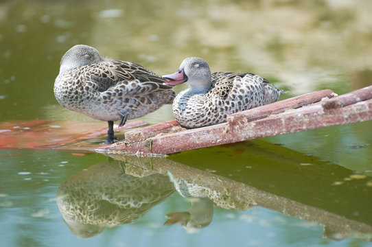 Cape Teal (Anas capensis)