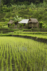 rice field landcape in bali indonesia
