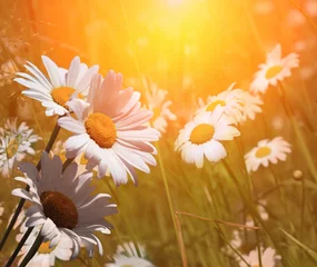 Photo sur Plexiglas Marguerites Belle marguerite contre champ de camomille et soleil